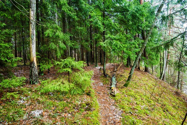 Paisaje Invierno Niebla Blanca Bosque Pinos Pura Luz Mañana Pasarela — Foto de Stock