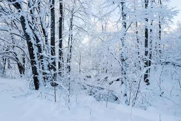 Snow Covered Forest Blizzard Morning Sunlight Winter Wonderland Gauja National — Stock Photo, Image