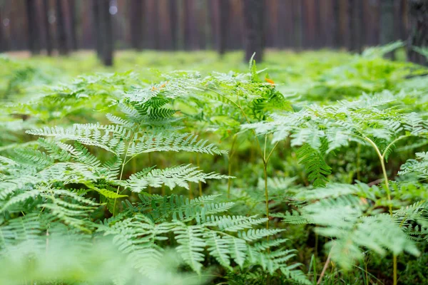 Green Fern Leaves Close Dark Forest Scene Pine Trees Background — Stock Photo, Image