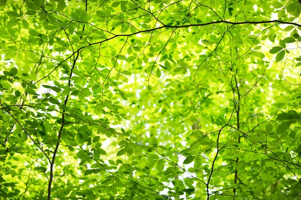 夏季森林景观 翠绿的山毛榉林 树木的特写 — 图库照片