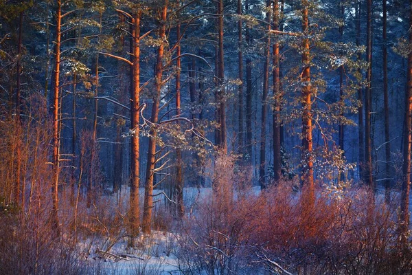 Muur Van Pijnbomen Sparren Berken Een Naaldbos Bij Zonsondergang Gouden — Stockfoto