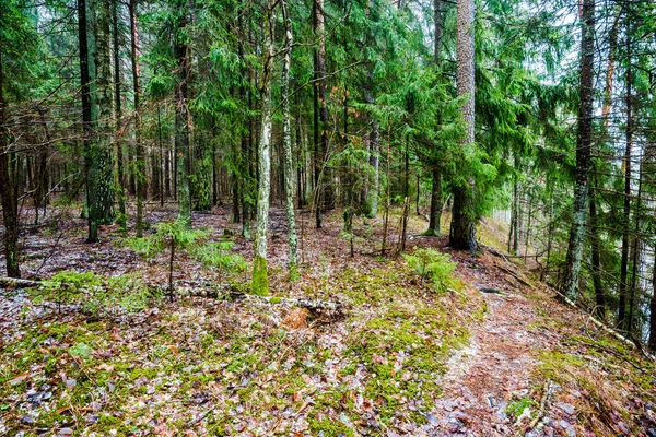 冬の田園風景 森の中の白い霧 松の木と純粋な朝の光 森の歩道 ドイツ — ストック写真