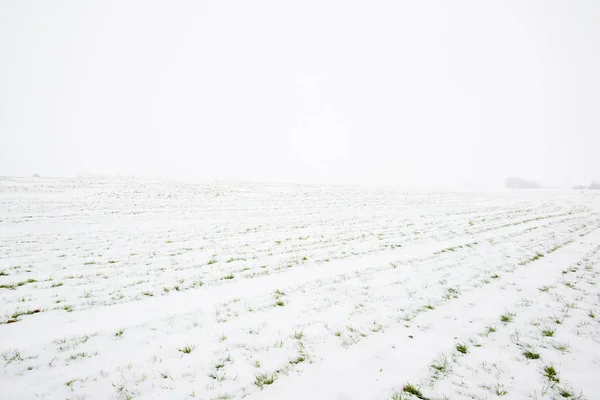 曇り空の冬の日 ラトビアを背景に森のある雪に覆われた田園風景 — ストック写真