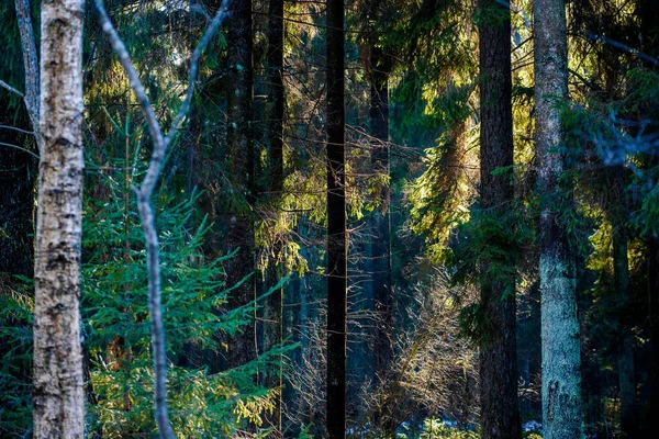 Luce Del Sole Mattutina Sui Pini Paesaggio Forestale Primaverile Lettonia — Foto Stock
