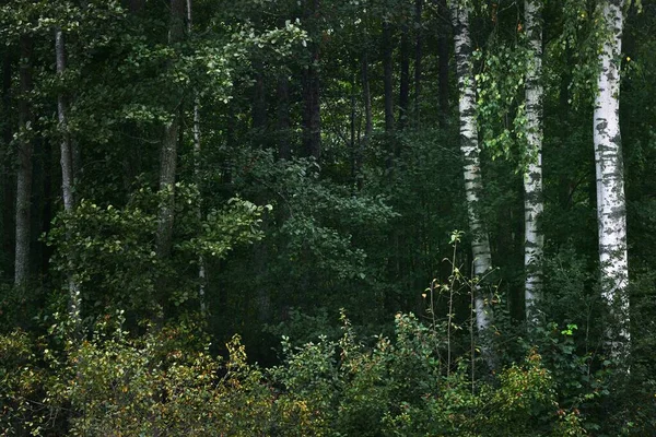 Cena Floresta Verde Escura Birch Pinheiros Close Letónia — Fotografia de Stock