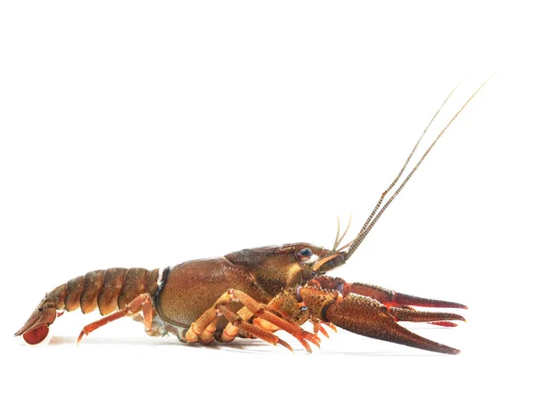 Male Noble Crayfish Astacus Astacus Large Live Crayfish Isolated White — Stock Photo, Image