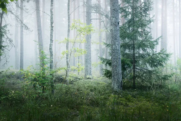 Scena Della Foresta Oscura Pini Una Nebbia Mattutina Kemeri Lettonia — Foto Stock