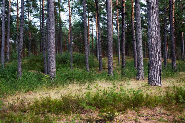 Dennenbos Regen Bomen Mos Varens Van Dichtbij Zomer Landschap Oostenrijk — Stockfoto