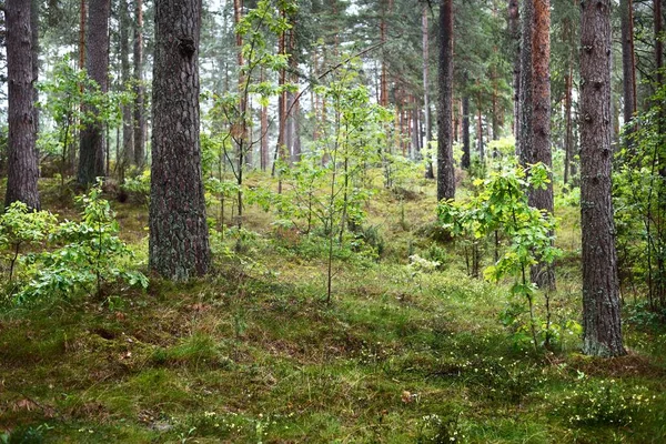 Paesaggio Estivo Pineta Dopo Pioggia Alberi Muschio Felce Primo Piano — Foto Stock