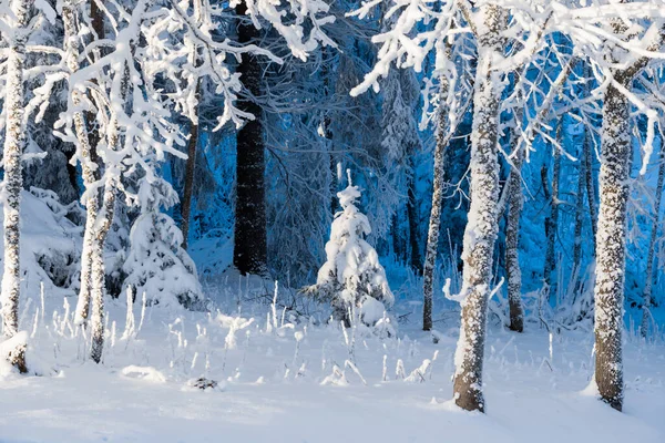 Schneebedeckte Birken Und Tannen Nahaufnahme Winterliche Waldlandschaft Lettland — Stockfoto