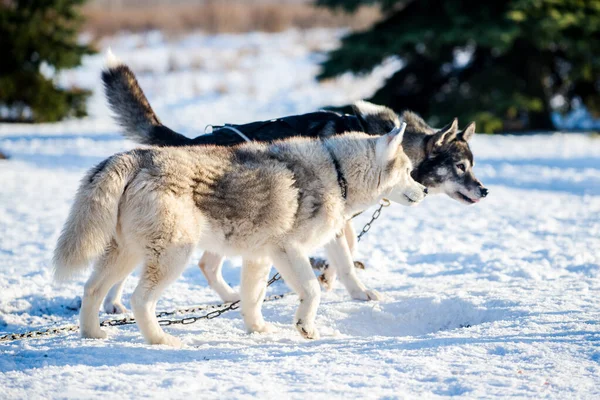 Husky Spaceruje Bawi Się Śniegu Słoneczny Zimowy Dzień Laponia Finlandia — Zdjęcie stockowe