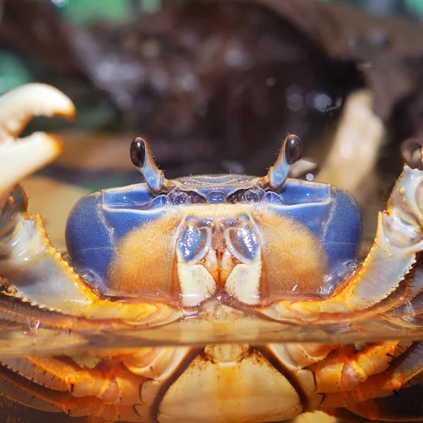 Crabe Arc Ciel Coloré Cardisoma Armatum Aquarium — Photo