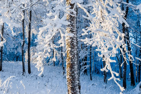 Frozen Birch Trees Snowy Hill Sunny Winter Day Clear Blue — Stock Photo, Image