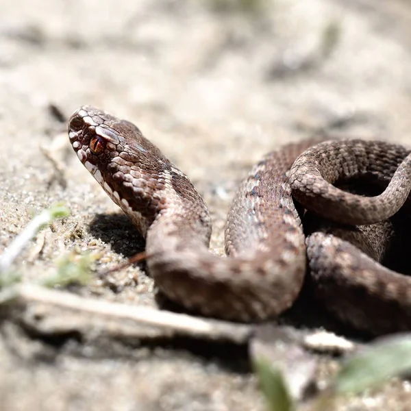 Common European Viper Snake Vipera Berus Its Habitat Sand Background — Stock Photo, Image