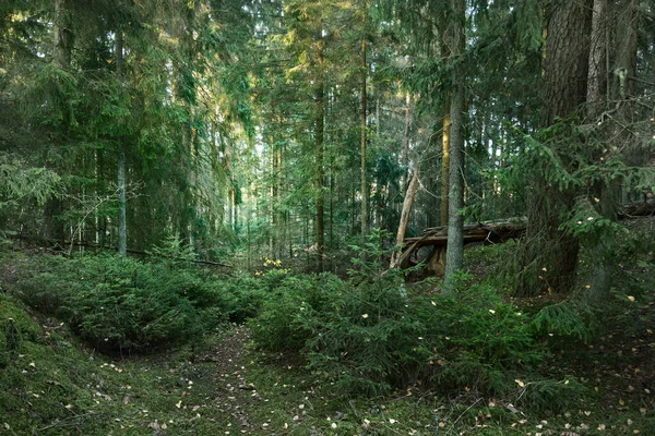 Jesienny Krajobraz Wiejski Ciemna Scena Lasu Meczetowe Sosny Jodły Zachodzie — Zdjęcie stockowe