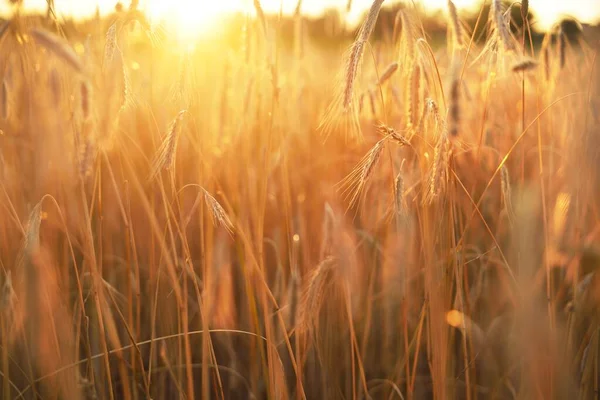 Landwirtschaftliche Getreidefelder Bei Sonnenuntergang Textur Und Nahsicht Goldenes Licht Pur — Stockfoto