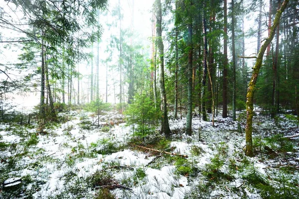 Caminho Através Floresta Perene Misteriosa Coberta Neve Pinheiro Abeto Abeto — Fotografia de Stock