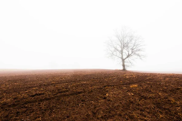 田舎の風景 強い朝の霧の中で空の農業分野 古いオークの木は密接に葉します ラトビア — ストック写真