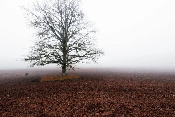 Country Landscape Empty Agricultural Field Strong Morning Fog Old Oak — Stock Photo, Image