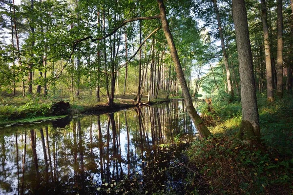 Une Petite Rivière Dans Une Forêt Mixte Conifères Gros Plan — Photo