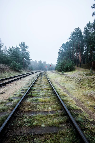 Morgens Neblige Eisenbahn Hintergrund Kiefern Lettland — Stockfoto