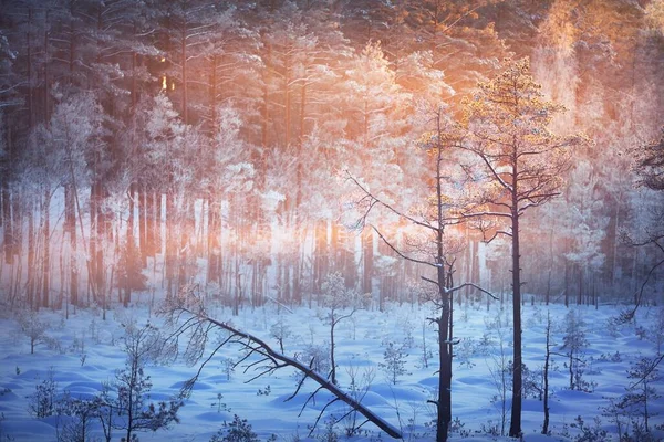 Juniper Spruce Pine Trees Sunset Coniferous Forest Blizzard Winter Wonderland — Stock Photo, Image