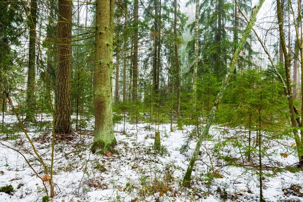 Winterlandschap Witte Mist Het Bos Dennenbomen Puur Ochtendlicht Zweden — Stockfoto