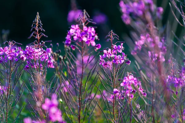 Roze Bloemen Bij Zonsondergang Van Dichtbij Bloeiend Veld Zomer Landschap — Stockfoto