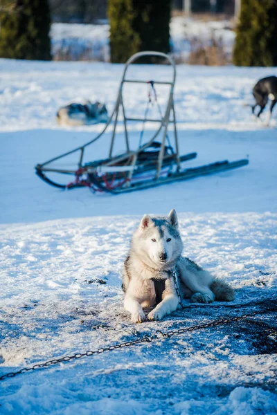Açık Güneşli Bir Kış Gününde Husky Karda Yürüyor Oynuyor Laponya — Stok fotoğraf