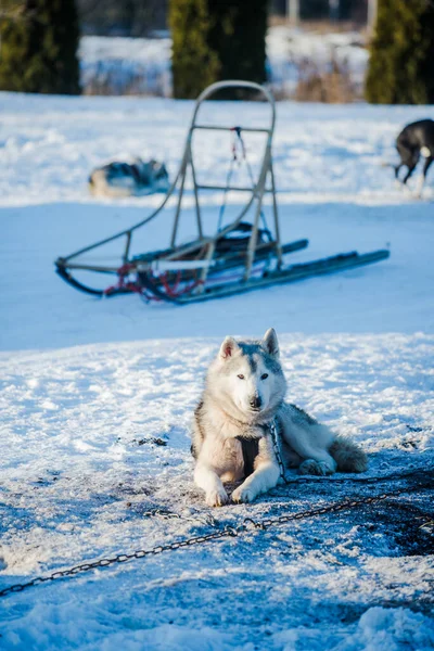 Husky Sétál Játszik Hóban Egy Tiszta Napos Téli Napon Lappföld — Stock Fotó