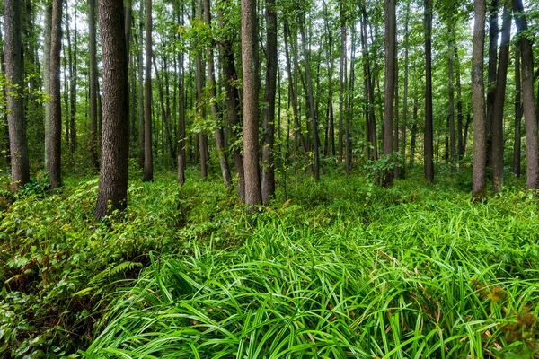 View Green Swampy Forest Rain Sunlight Tree Trunks Latvia — Stock Photo, Image