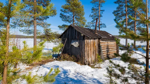 Een Oude Houten Hut Een Jong Groenblijvend Bos Naaldbomen Van — Stockfoto