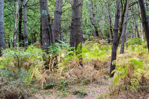 Paisagem Florestal Outono Árvores Cobertas Musgo Samambaias Folhas Coloridas Carnac — Fotografia de Stock