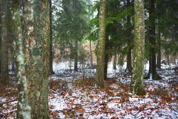 Pathway Door Besneeuwde Heuvels Van Mysterieuze Gemengde Naaldbossen Evergreen Dennen — Stockfoto