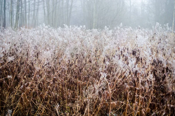 Paisaje Invernal Campo Nublado Mañana Heladas Nieve Hierba Letonia — Foto de Stock