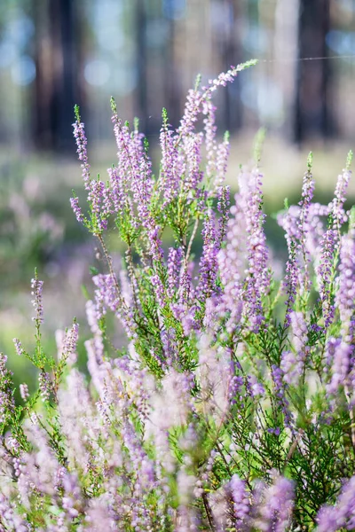 Buongiorno Nella Foresta Primo Piano Heather Che Sboccia Lettonia — Foto Stock