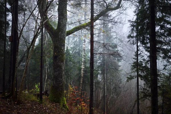 Morgondimman Mörk Skogsscen Mossiga Bokträd Och Färgglada Blad Närbild Talsi — Stockfoto