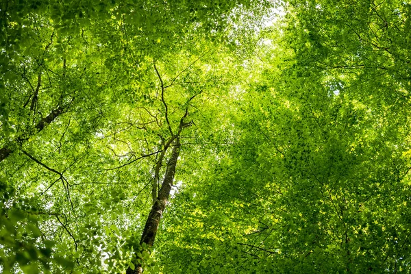 Paisagem Florestal Verão Floresta Faia Verde Árvores Fechadas Alemanha — Fotografia de Stock