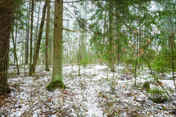 Winterländliche Landschaft Weißer Nebel Wald Kiefern Und Reines Morgenlicht Schweden — Stockfoto
