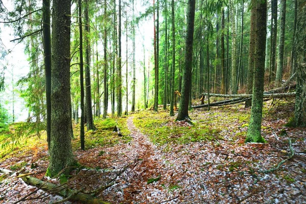 Camino Través Colinas Cubiertas Nieve Misterioso Bosque Mixto Coníferas Pino — Foto de Stock