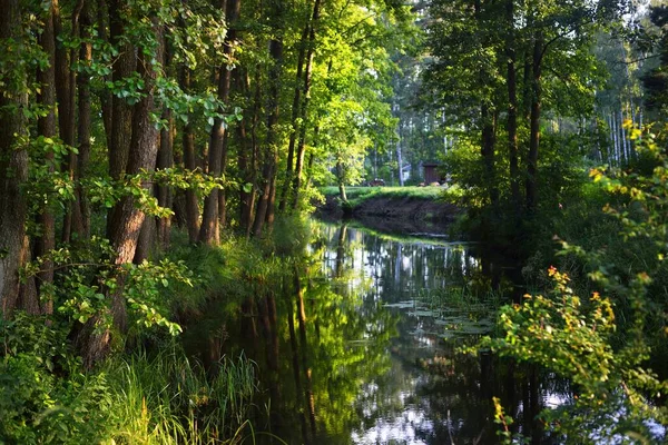 Bataklık Ormanı Nehri Gün Batımında Yeşil Ağaçlar Açık Bir Yaz — Stok fotoğraf
