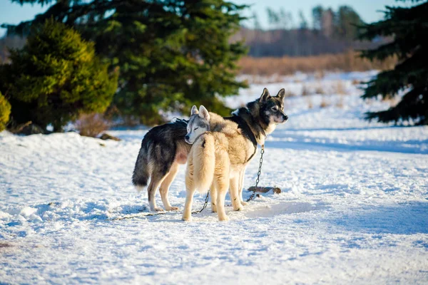 Husky Wandern Und Spielen Schnee Einem Klaren Sonnigen Wintertag Lappland — Stockfoto