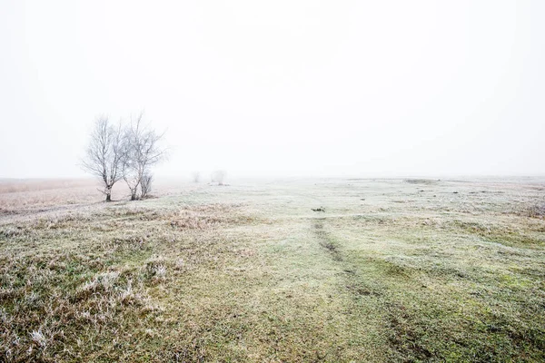 Paysage Hivernal Champ Matinal Brumeux Givre Neige Sur Herbe Lettonie — Photo