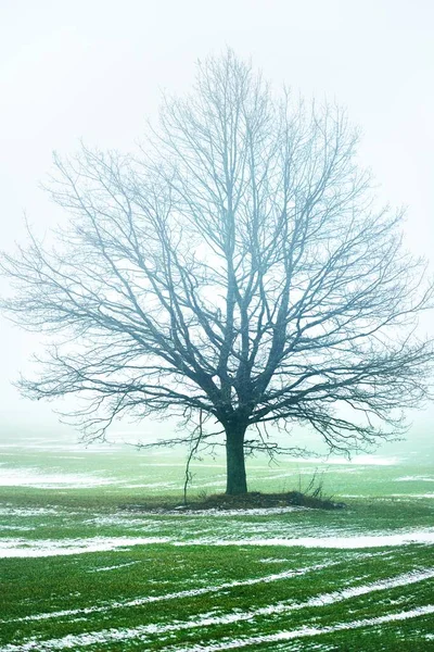 田舎の畑と孤独な乾燥したオークの木は 濃い霧の中で暗い空に対して クローズアップの葉なし ダークシルエット ポーランドだ モノクローム グラフィックミニマリズム — ストック写真