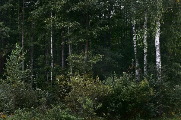Temně Zelená Lesní Scéna Bříza Borovice Zblízka Lotyšsko — Stock fotografie