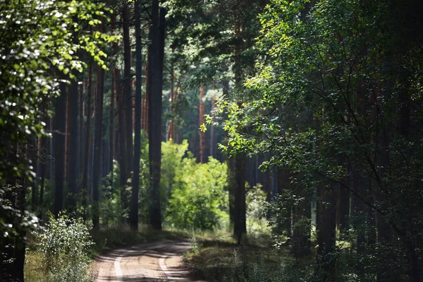 Gångstig Genom Den Mörkgröna Tallskogen Grekland — Stockfoto