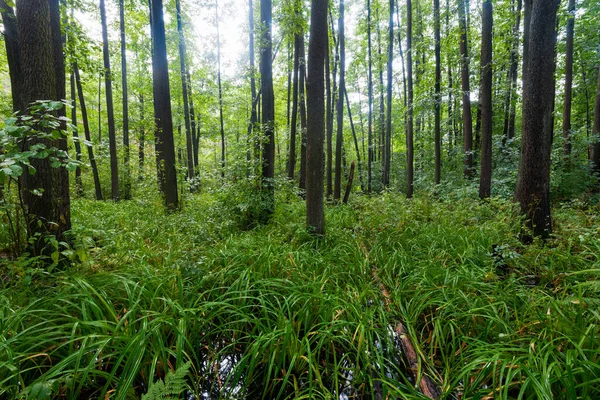 Una Vista Verde Bosque Pantanoso Después Lluvia Luz Del Sol — Foto de Stock