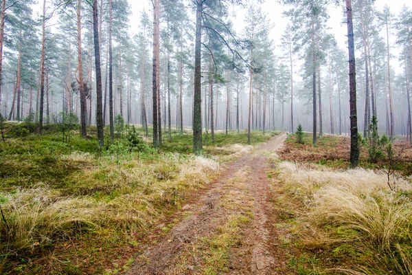 Paesaggio Forestale Una Strada Sterrata Tra Gli Alberi Mattina Nebbia — Foto Stock