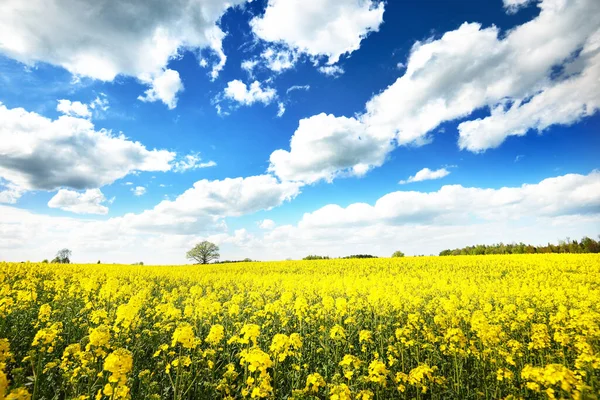 Spring Country Landscape View Flowering Rapeseed Field Forest Background Clear — Stock Photo, Image