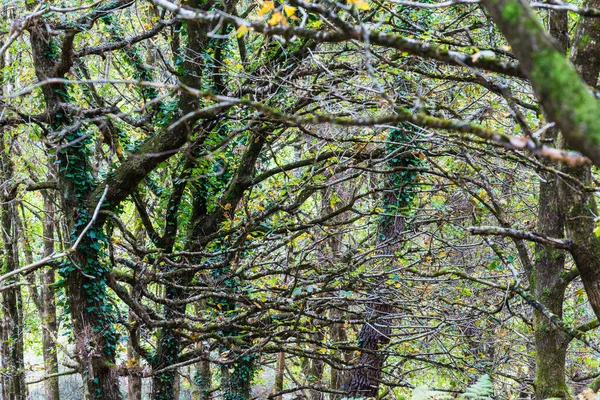 Podzimní Lesní Krajina Stromy Pokryté Mechem Kapradinami Barevnými Listy Carnac — Stock fotografie